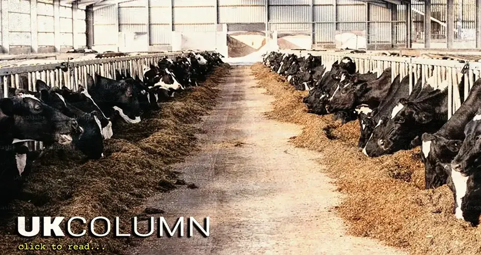 Is Bovaer Safe and Effective?